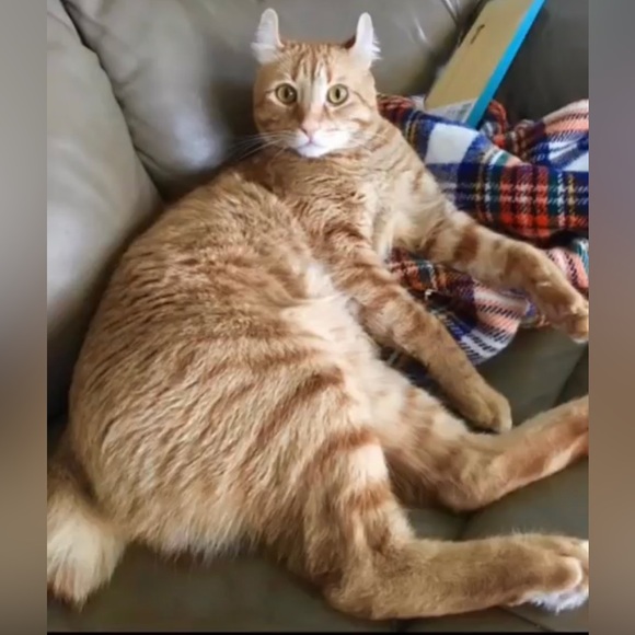 Hi! Leave some ❤️🧡💛💚💙💜🤍 and I’ll stop by to share your closet💫 - Picture 4 of 5